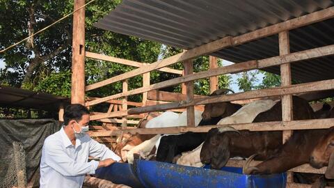 Giá dê giảm sâu, người nuôi gặp khó