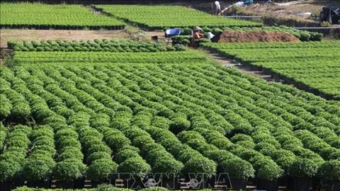 Làng hoa Sa Đéc chuẩn bị hơn 100.000 giỏ hoa cho Tết