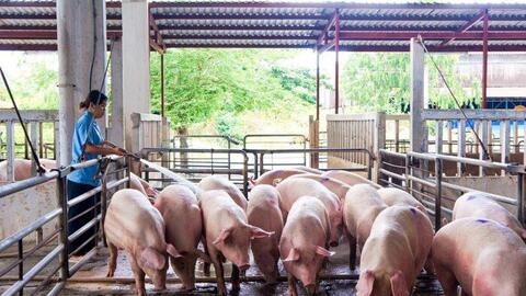 Giá heo hơi ngày 7/1/2022: Bất ngờ tăng rất mạnh