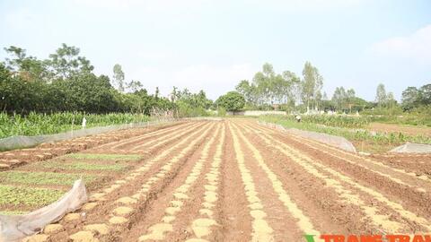 Hà Nam: Dân trồng rau sạch sống khỏe, thu hoạch đến đâu lái mua đến đó