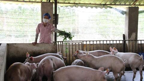 Ngành chăn nuôi 2021: Vẫn tăng trưởng 5,6%