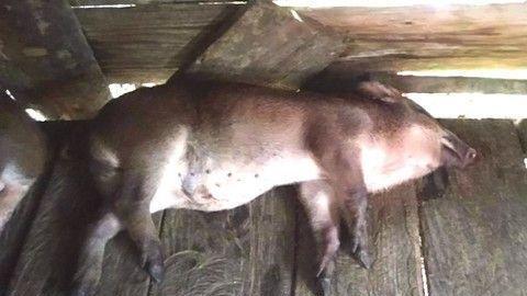 Chi hàng tỷ đồng mua heo giống không rõ nguồn gốc hỗ trợ người dân