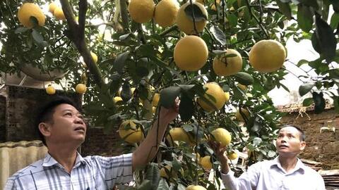 HTX nông nghiệp Yên Bài: Nâng cao chất lượng, giá trị sản phẩm nông nghiệp