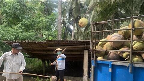 Trà Vinh mở rộng diện tích dừa hữu cơ tạo thu nhập bền vững