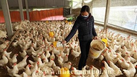 Ngành gia cầm 2022: Bảy xu thế vĩ mô ảnh hưởn đến TA