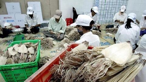 4 loại thủy sản vào Nhật Bản phải có chứng nhận khai thác