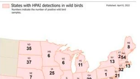 Giá trứng tăng trên toàn cầu do bùng dịch cúm gia cầm