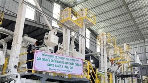 Sản xuất lúa hữu cơ - Hướng đi bền vững ở Quảng Trị