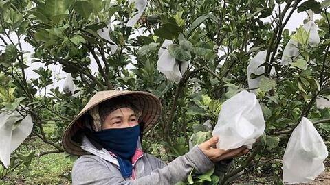 Hướng đi mới cho phát triển cây ăn quả