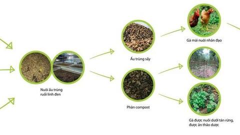 ‘Biến’ rác thải hữu cơ thành gà và trứng gà
