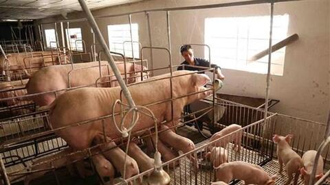 Trợ lực giúp ngành chăn nuôi của tỉnh Đồng Nai tăng tốc