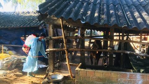 Quảng Ngãi cấp bách phòng chống dịch bệnh cho đàn gia súc