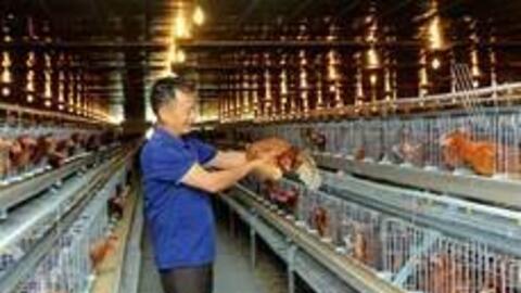 Trà Vinh hỗ trợ nông dân phòng bệnh đàn gia cầm mùa khô