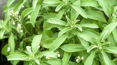Nghiên cứu đa dạng hóa các sản phẩm từ cỏ ngọt (Stevia Rebaudiana)