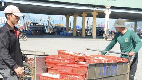 Quyết liệt chống khai thác hải sản bất hợp pháp