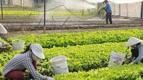 Phấn đấu mỗi hợp tác xã đạt doanh thu bình quân 2,7 tỷ đồng/năm