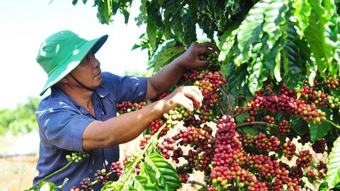 Đắk Nông đang thu mua cà phê với giá cao nhất, vượt trên tất cả các tỉnh ở Tây Nguyên