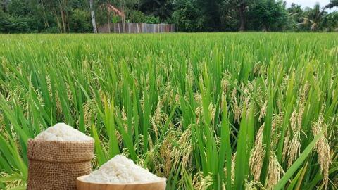 Giá lúa gạo hôm nay ngày 4/7/2025: Lúa tươi chững giá, gạo bình ổn