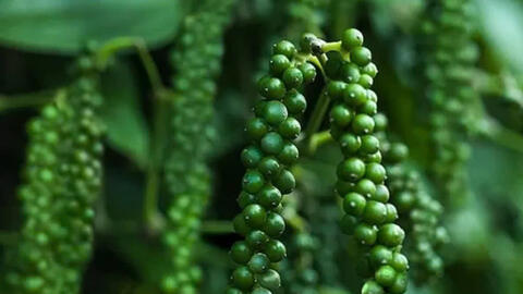 Gia vị Việt Nam mở rộng dư địa tại thị trường Thụy Điển