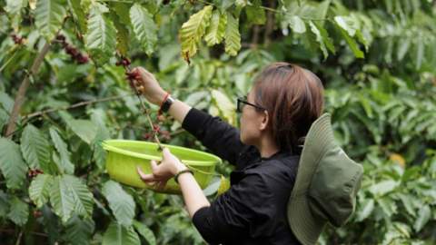 Giá cà phê hôm nay 8/4/2026: Trong nước 'lặng sóng'