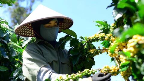 Giá cà phê hôm nay 9/4/2026: Giảm 'sốc' 4.000 đồng/kg