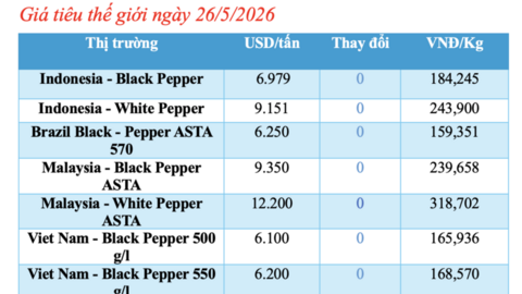 Giá tiêu hôm nay 26/5/2026: Giảm mạnh 2.000 - 3.000 đồng/kg