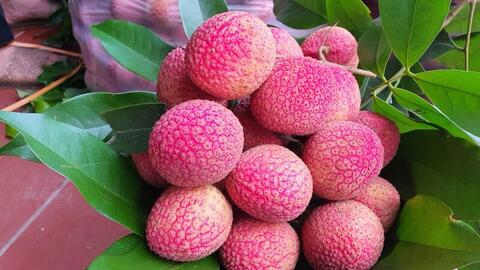 Giá nông sản hôm nay, ngày 1/6: Giá vải u trứng tăng mạnh