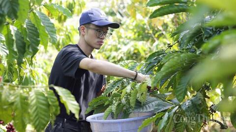 Giá cà phê hôm nay 30/5/2026: Đột ngột giảm sâu 1.800 đồng