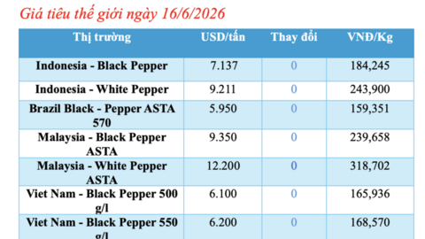 Giá tiêu hôm nay 16/6/2026: Duy trì đà bình ổn