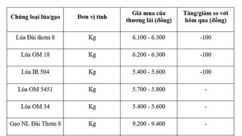 Giá lúa gạo hôm nay ngày 27/6/2026: Lúa tươi giảm nhẹ
