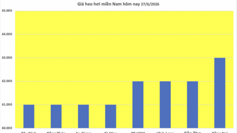 Giá heo hơi hôm nay 27/6/2026: Đồng loạt giảm tại miền Bắc