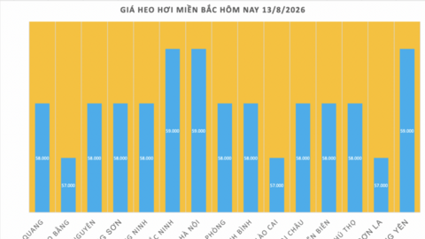 Giá heo hơi hôm nay 13/8/2026: Giảm cục bộ 1.000 đồng/kg