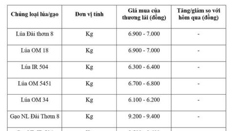 Giá lúa gạo hôm nay ngày 14/8/2026: Gạo nguyên liệu xuất khẩu tăng