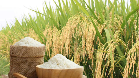 Giá lúa gạo hôm nay ngày 28/8/2026: Lúa tươi đồng loạt giảm