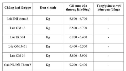 Giá lúa gạo hôm nay ngày 4/9/2026: Gạo thơm Jasmine tăng 500 đồng/kg