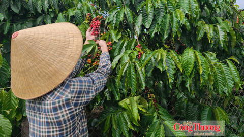 Giá cà phê hôm nay 15/10/2026: Ổn định từ 92.500 – 93.000 đồng/kg