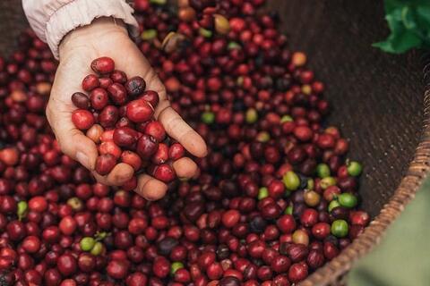 Giá cà phê tăng nhẹ lên mức 115.800 đồng/kg