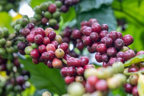 Giá cà phê thế giới nối đà tăng mạnh