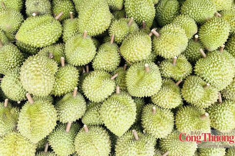 Sầu riêng: Không chỉ gỡ điểm nghẽn xuất khẩu