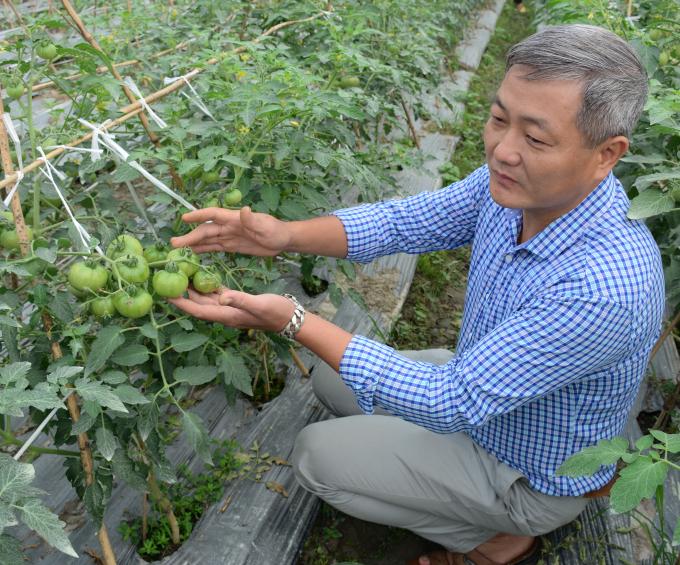 Cà chua ghép giống Pháp trồng thử nghiệm.