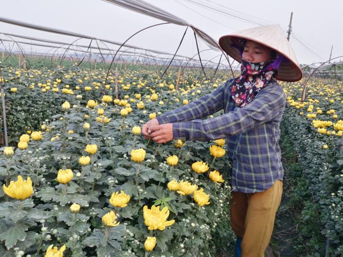 Do nguồn cung hoa khan hiếm sau dịch bệnh Covid-19, nên giá hoa đang ở mức khá cao, giúp người trồng có lãi tốt. Ảnh: Trung Quân