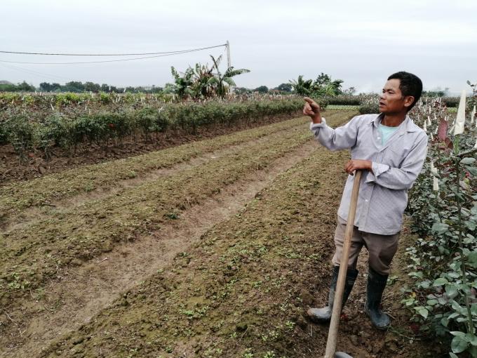 Một số diện tích hoa bị sâu bệnh do không được chăm sóc trong đợt dịch bệnh Covid-19 nên phải phá bỏ để chuyển sang trồng rau. Ảnh: Trung Quân