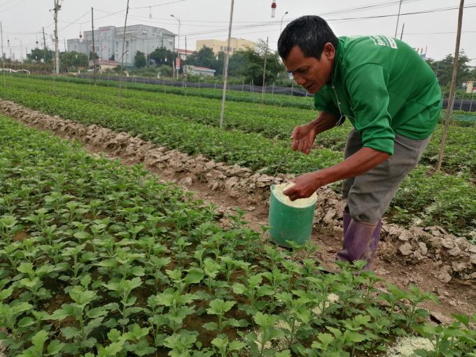 Hiện thời tiết đang thuận lợi để thâm canh hoa, chuẩn bị hoa cung ứng vào dịp lễ Tết cuối năm. Ảnh: Trung Quân