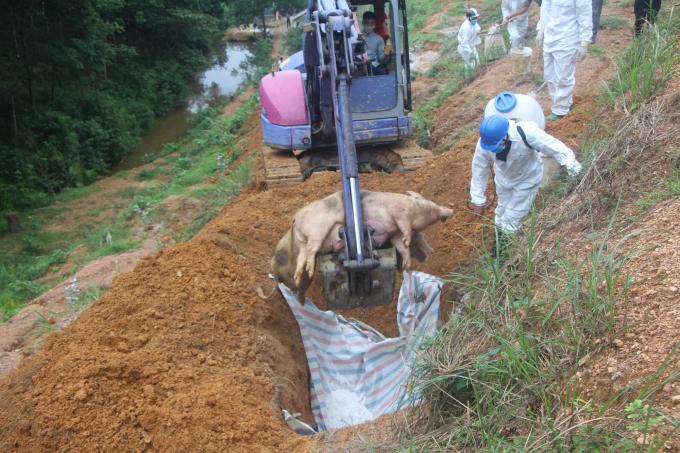 DTLCP tại Hà Tĩnh đang diễn biến rất phức tạp. Ảnh: Thanh Nga.