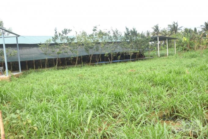 Khu đất ông Như trồng cỏ nằm cạnh bên trang trại bò. Ảnh: Vũ Đình Thung.