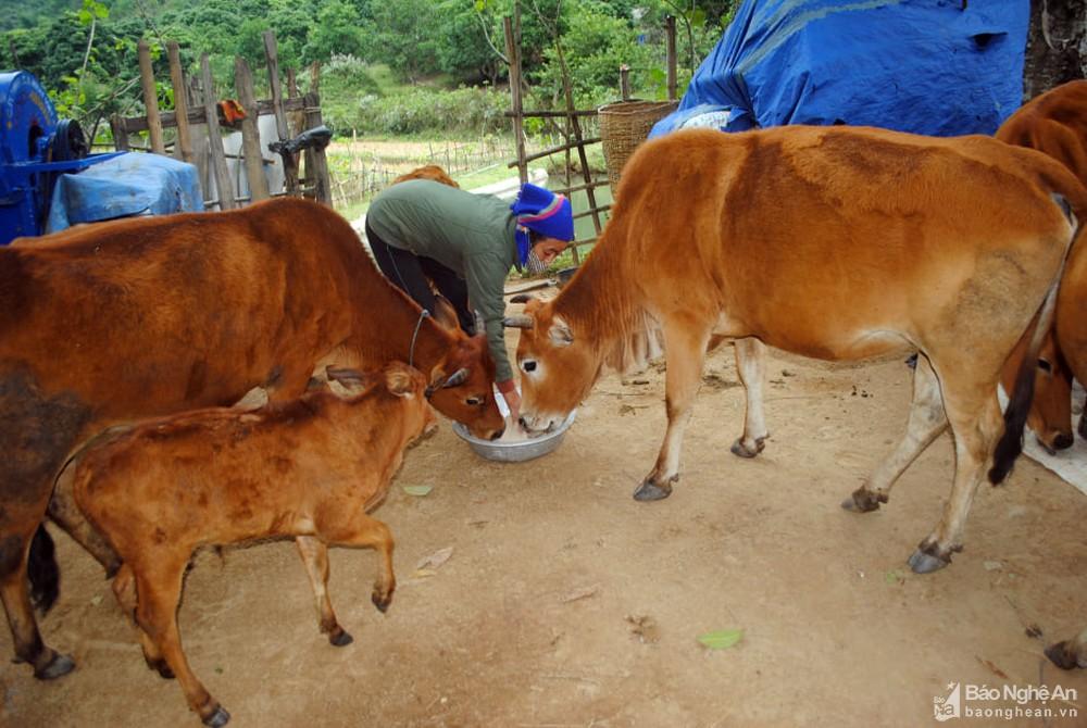 Người dân vùng cao Nghệ An khoác chăn giữ ấm cho bò