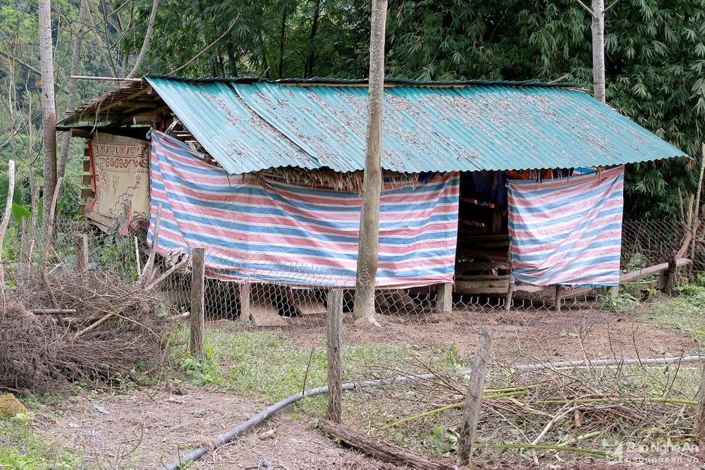 Người dân vùng cao Nghệ An khoác chăn giữ ấm cho bò