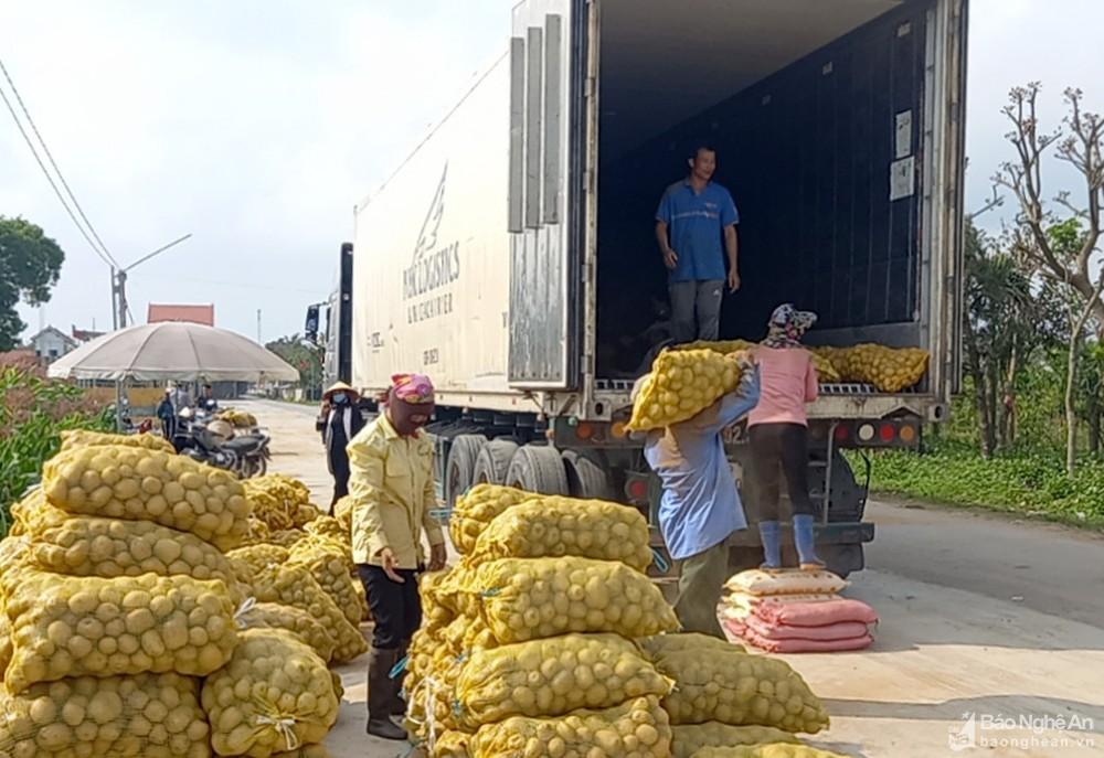 Nghệ An: Khoai tây được mùa được giá, nông dân phấn khởi