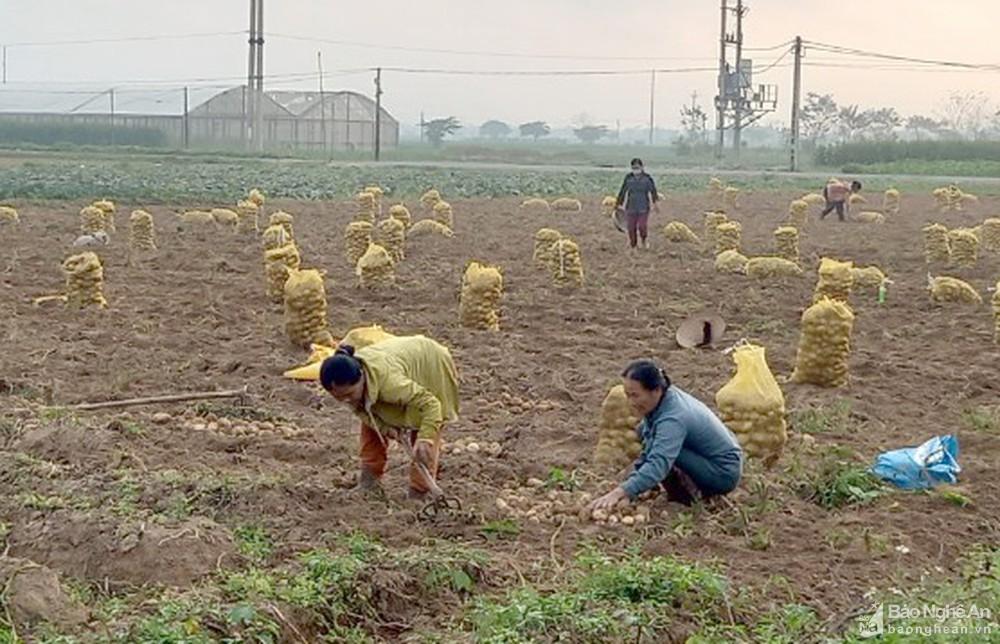 Nghệ An: Khoai tây được mùa được giá, nông dân phấn khởi