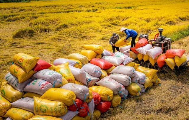 Việt Nam hiện là một trong những nước xuất khẩu gạo hàng đầu thế giới với hơn 8 triệu tấn trong năm 2024, kim ngạch gần 6 tỷ USD.